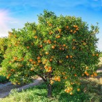 Μανταρινιές Δέντρα (Citrus reticulata) Ξινά Καρποφόρα 