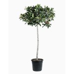 Loquat Tree or Chinese Plum Tree (Eriobotrya japonica) Loquat Trees or Chinese Plum Trees (Eriobotrya japonica)