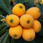 Loquat Tree or Chinese Plum Tree (Eriobotrya japonica) Loquat Trees or Chinese Plum Trees (Eriobotrya japonica)