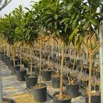 Loquat Tree or Chinese Plum Tree (Eriobotrya japonica) Loquat Trees or Chinese Plum Trees (Eriobotrya japonica)