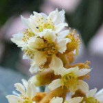 Loquat Tree or Chinese Plum Tree (Eriobotrya japonica) Loquat Trees or Chinese Plum Trees (Eriobotrya japonica)