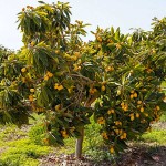 Loquat Tree or Chinese Plum Tree (Eriobotrya japonica) Loquat Trees or Chinese Plum Trees (Eriobotrya japonica)