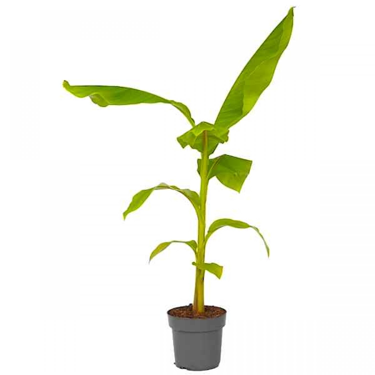 Μούσα Ιαπωνική (Musa japonica-συν. Musa basjoo) Φυτό - Τροπικά Φυτά Καλλωπιστικές Ιαπωνικές Μπανανιές