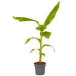 Μούσα Ιαπωνική (Musa japonica-συν. Musa basjoo) Φυτό - Τροπικά Φυτά Καλλωπιστικές Ιαπωνικές Μπανανιές