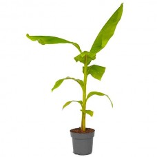 Μούσα Ιαπωνική (Musa japonica-συν. Musa basjoo) Φυτό - Τροπικά Φυτά Καλλωπιστικές Ιαπωνικές Μπανανιές