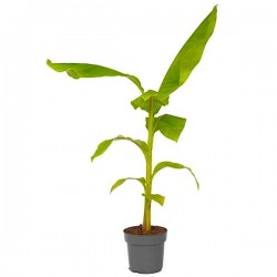 Μούσα Ιαπωνική (Musa japonica-συν. Musa basjoo) Φυτό - Τροπικά Φυτά Καλλωπιστικές Ιαπωνικές Μπανανιές