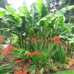 Μούσα Ιαπωνική (Musa japonica-συν. Musa basjoo) Φυτό - Τροπικά Φυτά Καλλωπιστικές Ιαπωνικές Μπανανιές