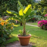 Μούσα Ιαπωνική (Musa japonica-συν. Musa basjoo) Φυτό - Τροπικά Φυτά Καλλωπιστικές Ιαπωνικές Μπανανιές