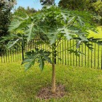 Παπάγια (Carica papaya) Φυτό σε Γλάστρα - Τροπικά Καρποφόρα Δέντρα-Παπάγιες