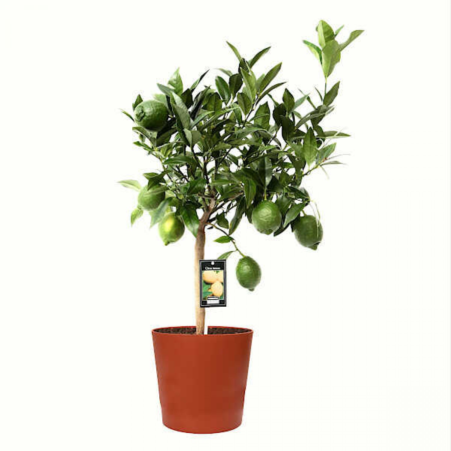 Bergamot Orange (Citrus bergamia) Tree - Citrus Trees Bergamot Orange (Citrus bergamia) Tree - Citrus Trees