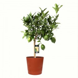 Bergamot Orange (Citrus bergamia) Tree - Citrus Trees