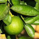 Bergamot Orange (Citrus bergamia) Tree - Citrus Trees Bergamot Orange (Citrus bergamia) Tree - Citrus Trees