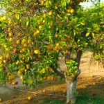 Bergamot Orange (Citrus bergamia) Tree - Citrus Trees Bergamot Orange (Citrus bergamia) Tree - Citrus Trees