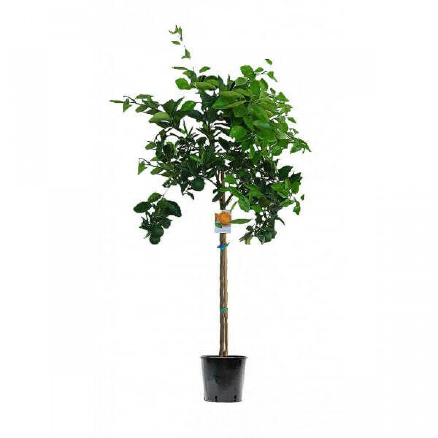 Orange (Citrus × sinensis) Tree Orange (Citrus × sinensis) Tree | kipogeorgiki.live