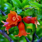 Pomegranate Tree (Punica granatum) Pomegranate Trees (Punica granatum) | kipogeorgiki.live