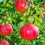 Pomegranate Tree (Punica granatum) Pomegranate Trees (Punica granatum) | kipogeorgiki.live