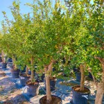 Pomegranate Tree (Punica granatum) Pomegranate Trees (Punica granatum) | kipogeorgiki.live