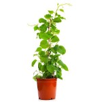 Ακτινιδιά Εμβολιασμένη (Actinidia deliciosa) Αρσενικό-Θηλυκό Φυτό - Ακτινιδιές, Καρποφόροι Θάμνοι-Αναρριχώμενα Ακτινιδιά Εμβολιασμένη (Actinidia deliciosa) Αρσενική-Θηλυκή