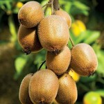 Ακτινιδιά Εμβολιασμένη (Actinidia deliciosa) Αρσενικό-Θηλυκό Φυτό - Ακτινιδιές, Καρποφόροι Θάμνοι-Αναρριχώμενα Ακτινιδιά Εμβολιασμένη (Actinidia deliciosa) Αρσενική-Θηλυκή