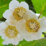 Ακτινιδιά Εμβολιασμένη (Actinidia deliciosa) Αρσενικό-Θηλυκό Φυτό - Ακτινιδιές, Καρποφόροι Θάμνοι-Αναρριχώμενα Ακτινιδιά Εμβολιασμένη (Actinidia deliciosa) Αρσενική-Θηλυκή