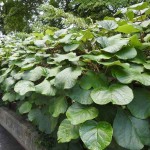 Ακτινιδιά Εμβολιασμένη (Actinidia deliciosa) Αρσενικό-Θηλυκό Φυτό - Ακτινιδιές, Καρποφόροι Θάμνοι-Αναρριχώμενα Ακτινιδιά Εμβολιασμένη (Actinidia deliciosa) Αρσενική-Θηλυκή
