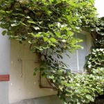Ακτινιδιά Εμβολιασμένη (Actinidia deliciosa) Αρσενικό-Θηλυκό Φυτό - Ακτινιδιές, Καρποφόροι Θάμνοι-Αναρριχώμενα Ακτινιδιά Εμβολιασμένη (Actinidia deliciosa) Αρσενική-Θηλυκή