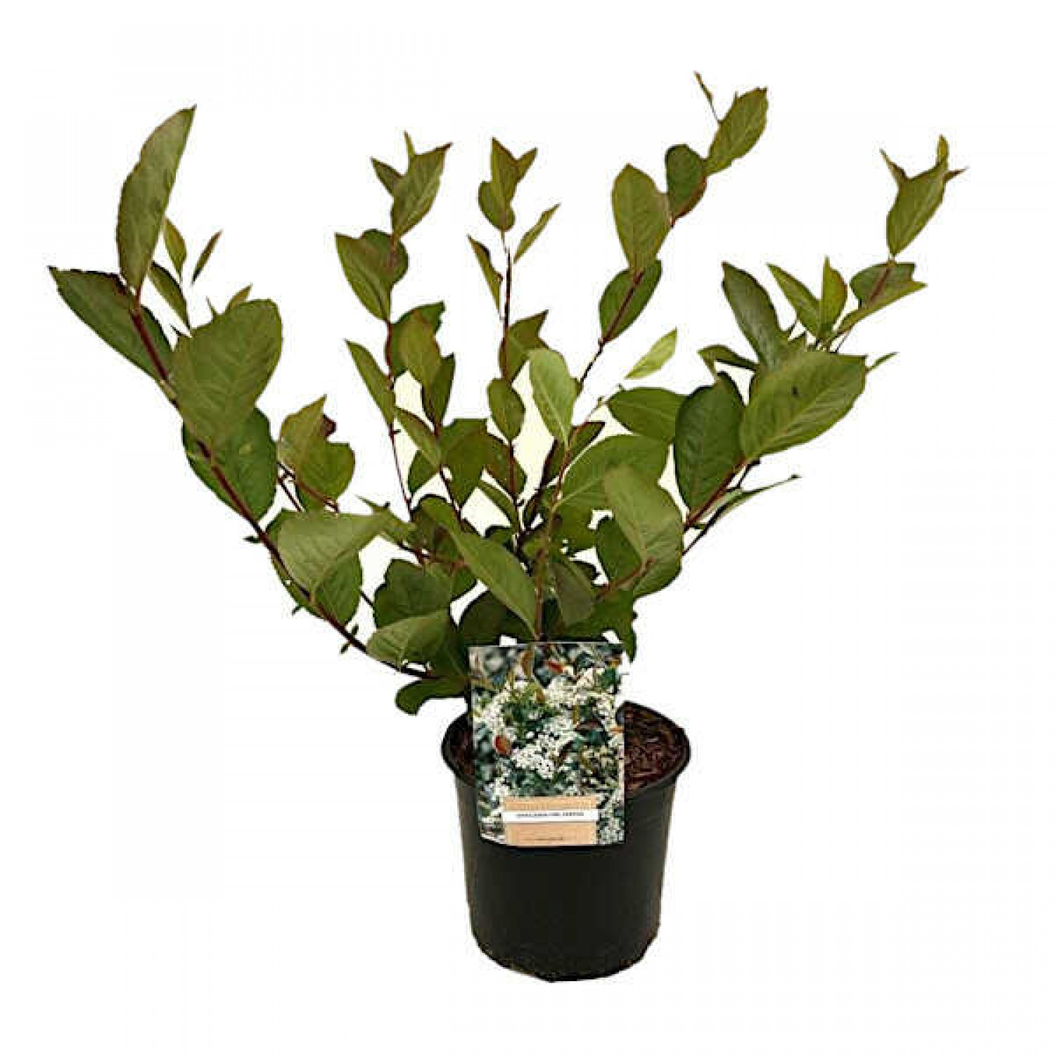 Αρώνια η μελανόκαρπη (Aronia melanocarpa) Καρποφόρος Θάμνος - Αρώνιες, Καρποφόροι Θάμνοι Αρώνια η μελανόκαρπη (Aronia melanocarpa) Θάμνος