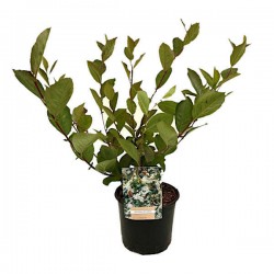 Αρώνια η μελανόκαρπη (Aronia melanocarpa) Θάμνος