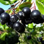 Αρώνια η μελανόκαρπη (Aronia melanocarpa) Καρποφόρος Θάμνος - Αρώνιες, Καρποφόροι Θάμνοι Αρώνια η μελανόκαρπη (Aronia melanocarpa) Θάμνος