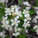 Αρώνια η μελανόκαρπη (Aronia melanocarpa) Καρποφόρος Θάμνος - Αρώνιες, Καρποφόροι Θάμνοι Αρώνια η μελανόκαρπη (Aronia melanocarpa) Θάμνος