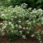 Αρώνια η μελανόκαρπη (Aronia melanocarpa) Καρποφόρος Θάμνος - Αρώνιες, Καρποφόροι Θάμνοι Αρώνια η μελανόκαρπη (Aronia melanocarpa) Θάμνος