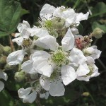 Βατόμουρο (Rubus fruticosus) Καρποφόρος Θάμνος - Βατόμουρα, Καρποφόροι Θάμνοι Βατόμουρο (Rubus fruticosus) Καρποφόρος Θάμνος