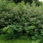Βατόμουρο (Rubus fruticosus) Καρποφόρος Θάμνος - Βατόμουρα, Καρποφόροι Θάμνοι Βατόμουρο (Rubus fruticosus) Καρποφόρος Θάμνος