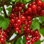 Red Currant or Redcurrant (Ribes rubrum) Bush - Small Fruit Bushes Red Currant or Redcurrant (Ribes rubrum) Bush