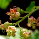 Red Currant or Redcurrant (Ribes rubrum) Bush - Small Fruit Bushes Red Currant or Redcurrant (Ribes rubrum) Bush