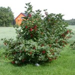 Red Currant or Redcurrant (Ribes rubrum) Bush - Small Fruit Bushes Red Currant or Redcurrant (Ribes rubrum) Bush