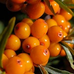 Ιπποφαές Φυτό (Hippophae rhamnoides)-Καρποφόρος Θάμνος