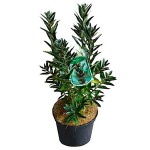 Ιπποφαές Φυτό (Hippophae rhamnoides)-Καρποφόρος Θάμνος