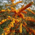 Ιπποφαές Φυτό (Hippophae rhamnoides)-Καρποφόρος Θάμνος