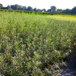Ιπποφαές Φυτό (Hippophae rhamnoides)-Καρποφόρος Θάμνος