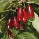 Cornelian Cherry Dogwood (Cornus mas) Bush - Small Fruit Bushes Cornelian Cherry Dogwood (Cornus mas) Bush