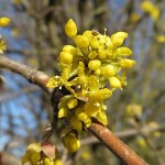 Cornelian Cherry Dogwood (Cornus mas) Bush - Small Fruit Bushes Cornelian Cherry Dogwood (Cornus mas) Bush