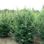 Cornelian Cherry Dogwood (Cornus mas) Bush - Small Fruit Bushes Cornelian Cherry Dogwood (Cornus mas) Bush