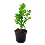 European Gooseberry (Ribes uva-crispa-syn. Ribes grossularia) Bush - Small Fruit Bushes European Gooseberry (Ribes uva-crispa) Bush