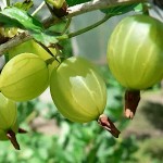 European Gooseberry (Ribes uva-crispa-syn. Ribes grossularia) Bush - Small Fruit Bushes European Gooseberry (Ribes uva-crispa) Bush