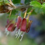 European Gooseberry (Ribes uva-crispa-syn. Ribes grossularia) Bush - Small Fruit Bushes European Gooseberry (Ribes uva-crispa) Bush