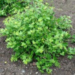 European Gooseberry (Ribes uva-crispa-syn. Ribes grossularia) Bush - Small Fruit Bushes European Gooseberry (Ribes uva-crispa) Bush