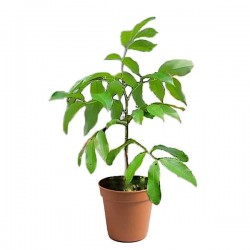 Λίτσι (Litchi chinensis) Καρποφόρο Δέντρο - Καρποφόρα Δένδρα Superfruits & Θάμνοι