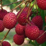 Λίτσι (Litchi chinensis) Καρποφόρο Δέντρο Λίτσι (Litchi chinensis) Καρποφόρο Δέντρο - Καρποφόρα Δένδρα Superfruits & Θάμνοι