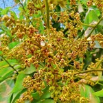 Λίτσι (Litchi chinensis) Καρποφόρο Δέντρο Λίτσι (Litchi chinensis) Καρποφόρο Δέντρο - Καρποφόρα Δένδρα Superfruits & Θάμνοι